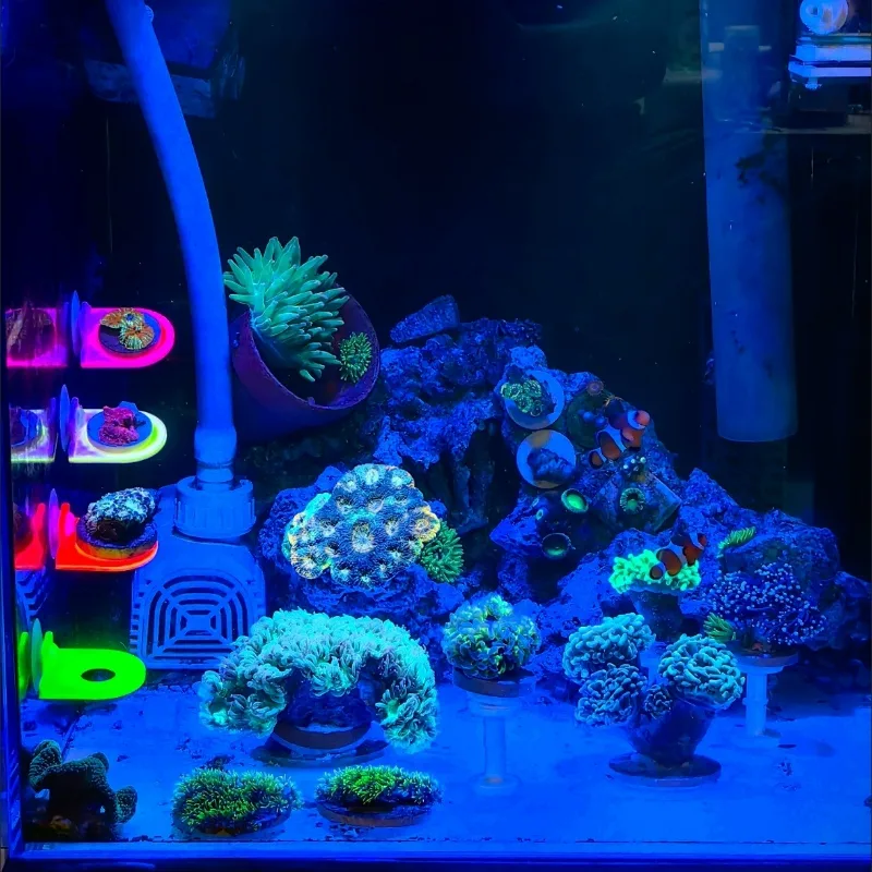 Color Random Coral Frag Holder - đánh giá và giá Aquarium Marine Color
